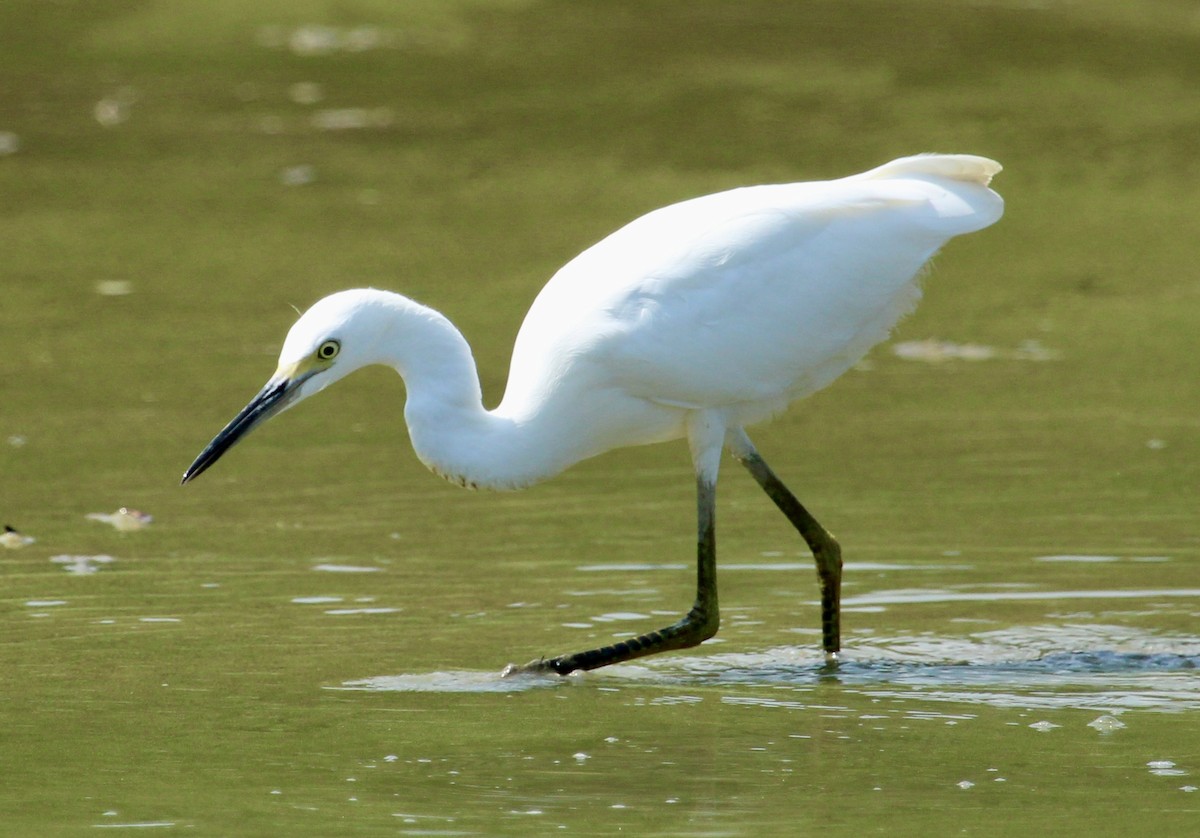 Little Blue Heron - ML622048006