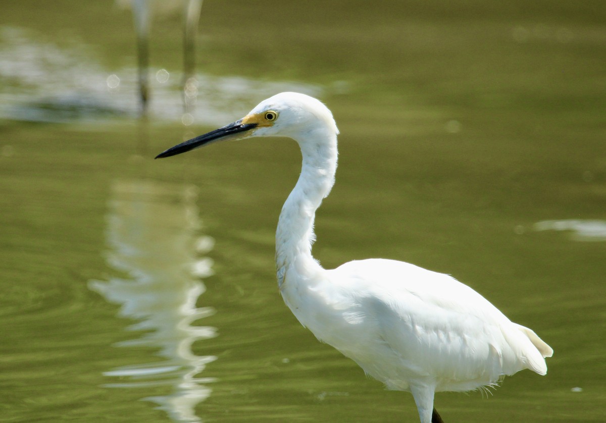 Little Blue Heron - ML622048007