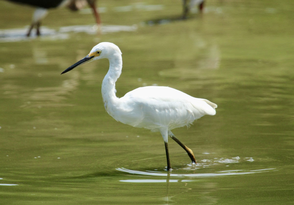 Little Blue Heron - ML622048008