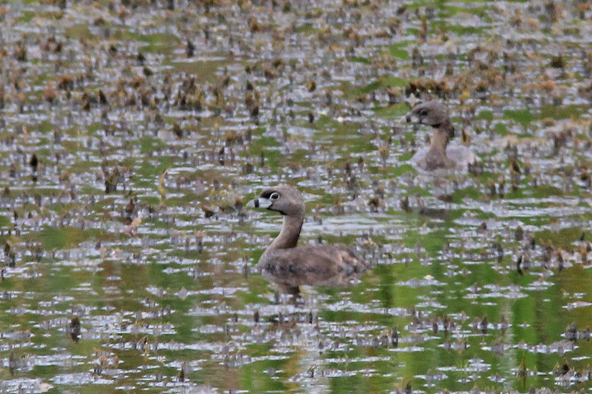 Pied-billed Grebe - ML622048009