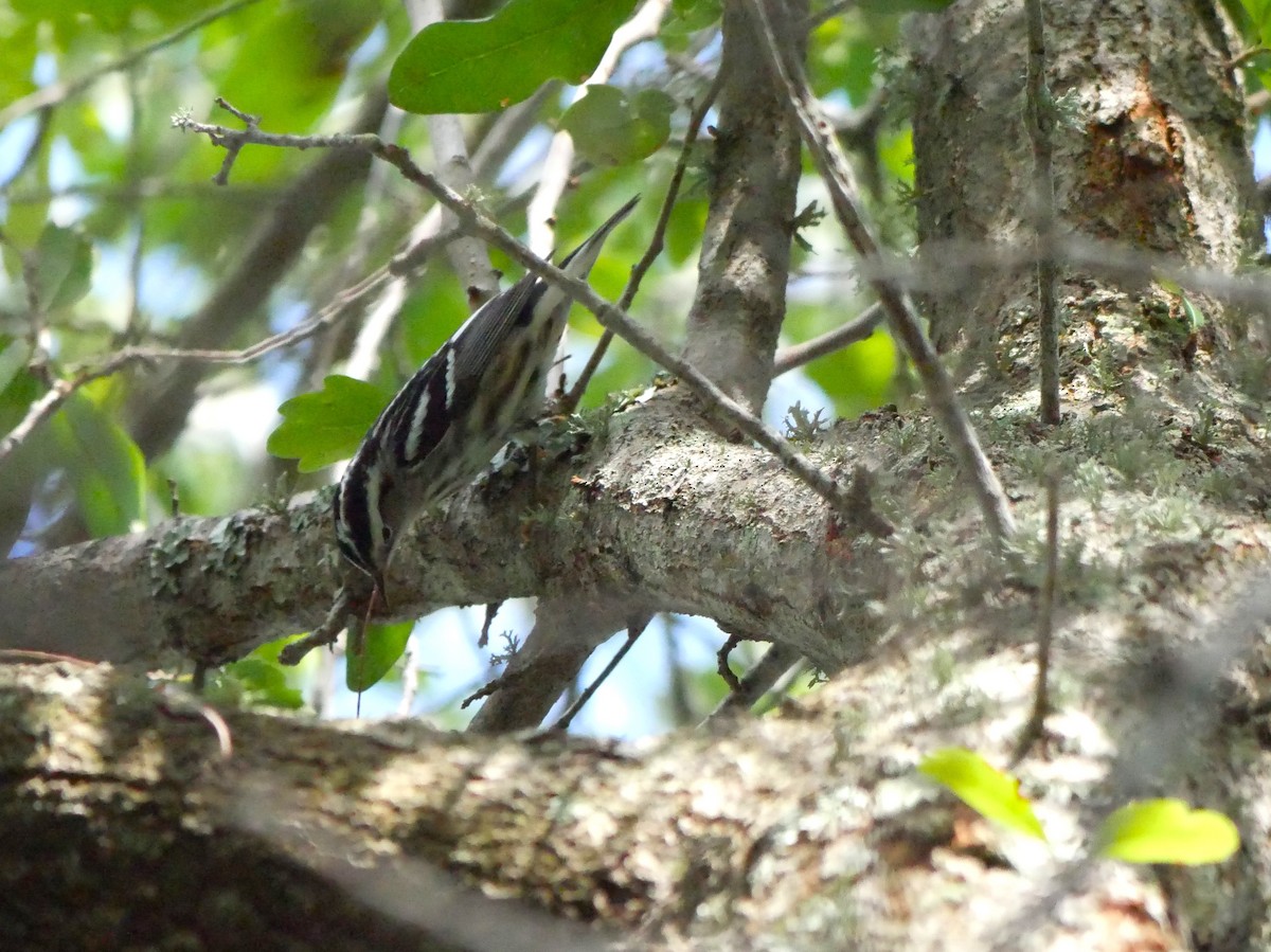 Black-and-white Warbler - Jake Streets