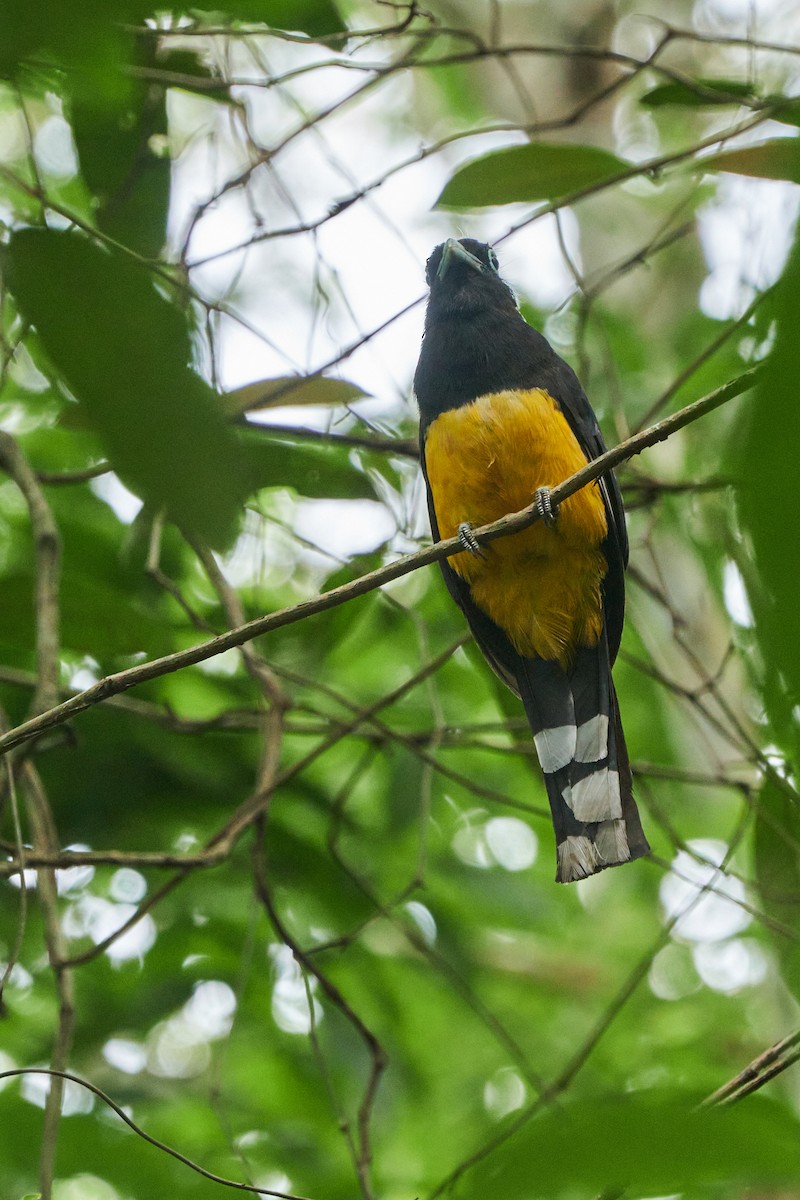 Black-headed Trogon - ML622048011