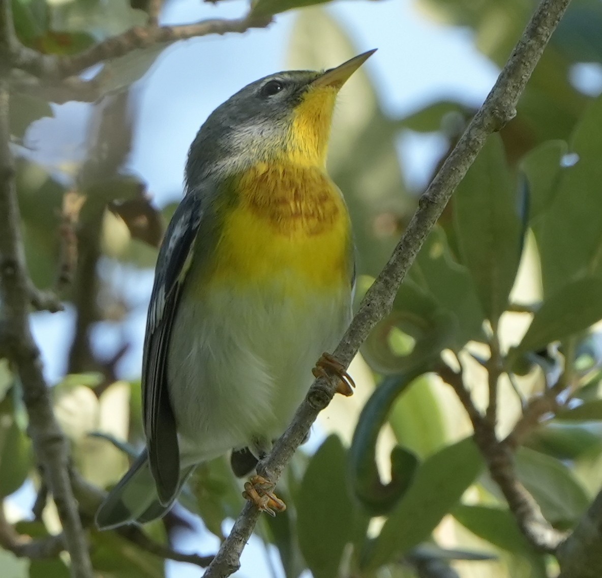 Northern Parula - ML622048012