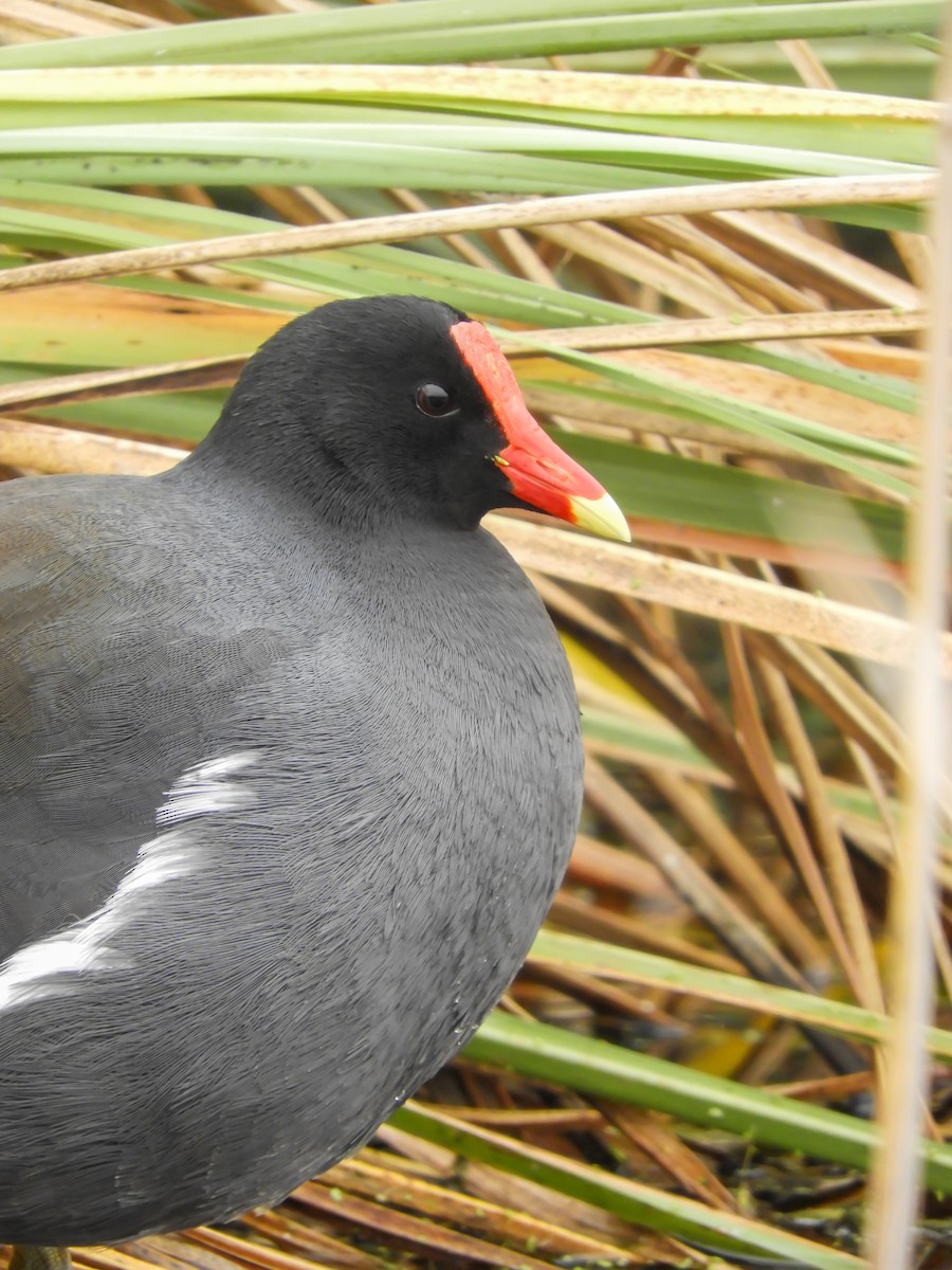 Common Gallinule - ML622048013