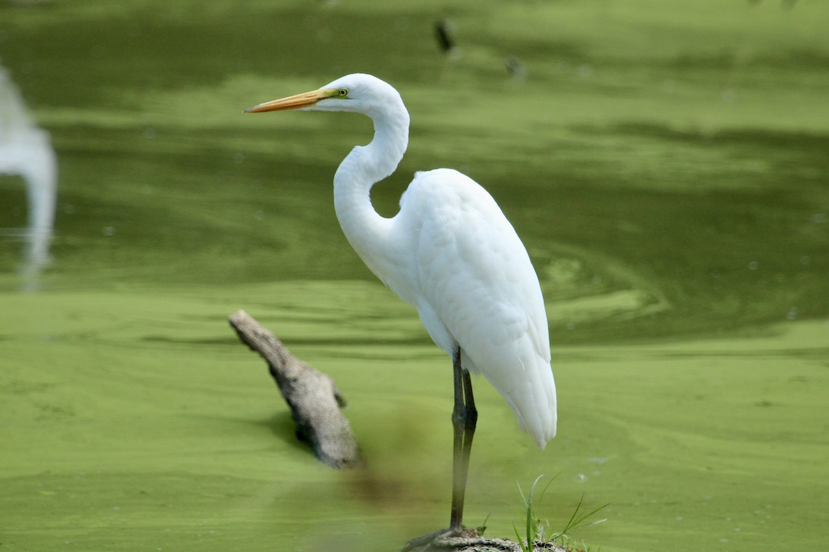 Great Egret - ML622048014