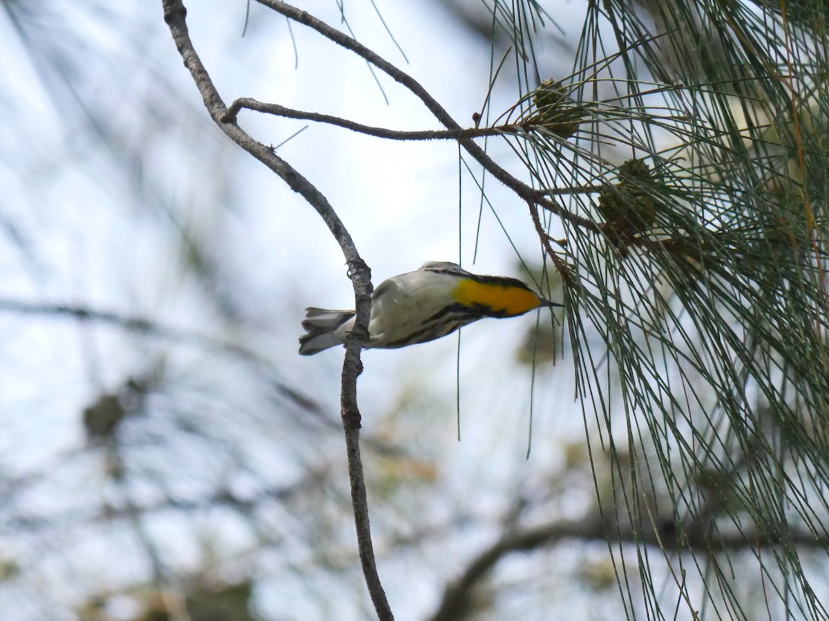 Yellow-throated Warbler - ML622048015