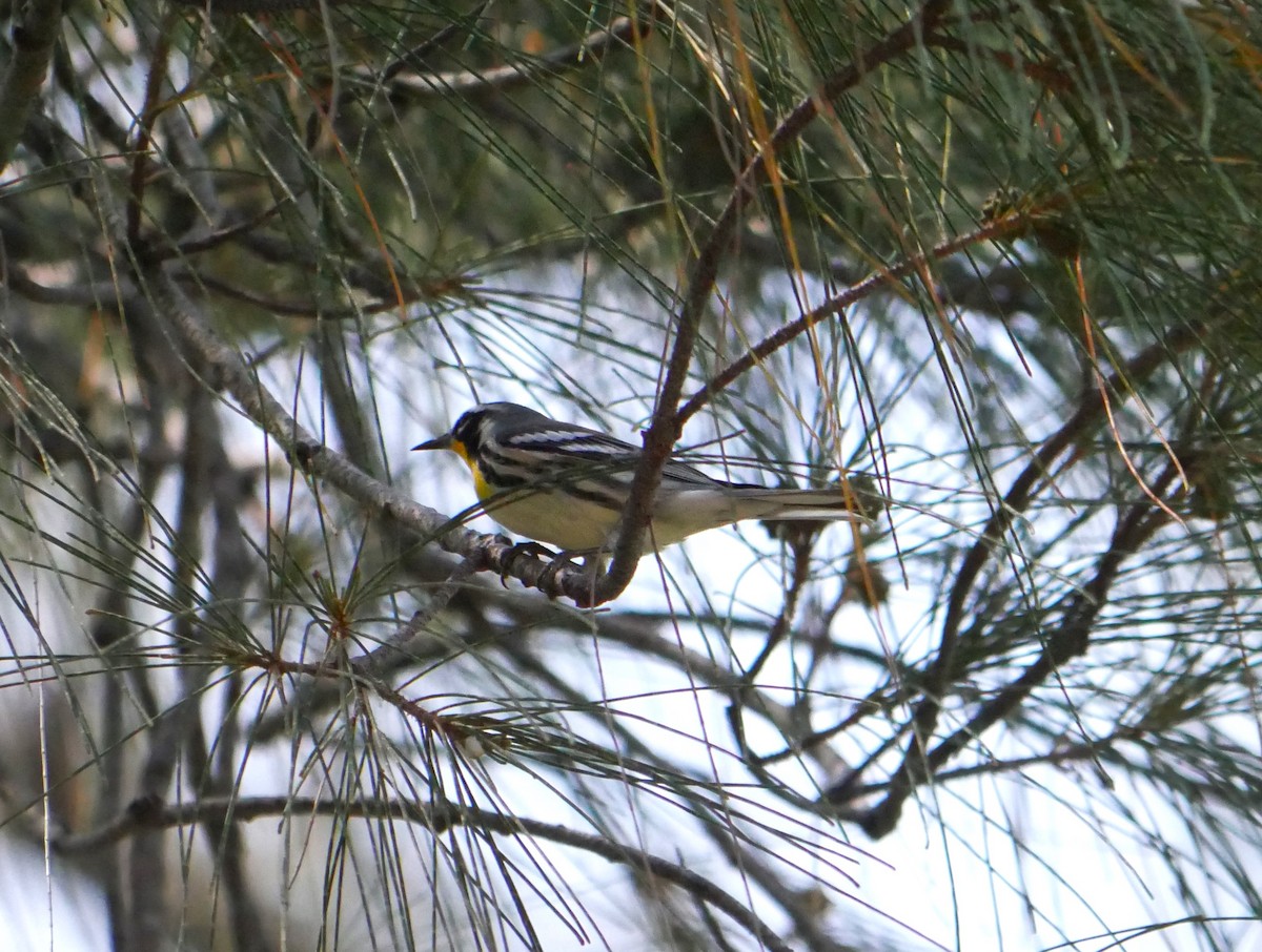 Yellow-throated Warbler - ML622048016