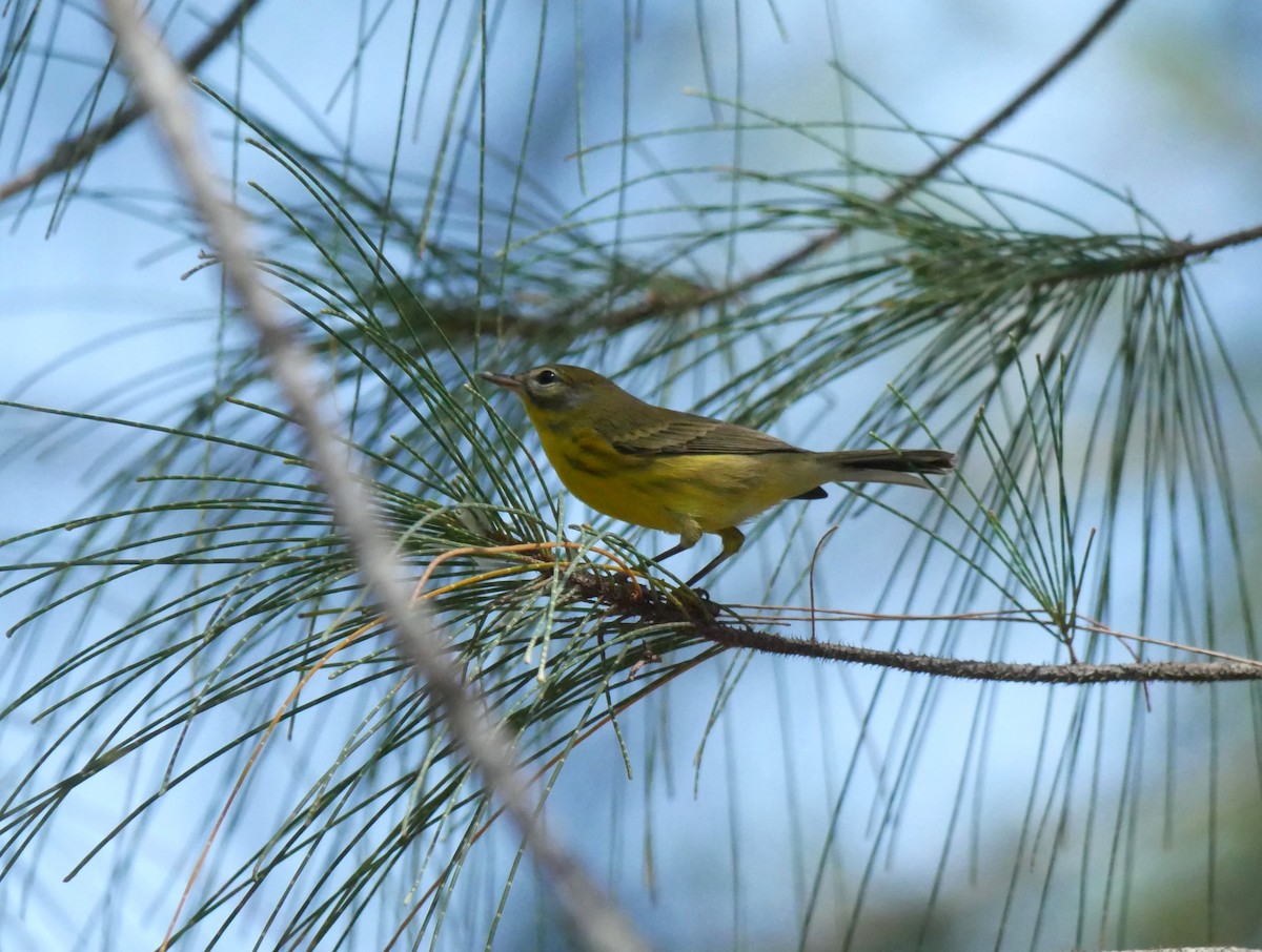 Prairie Warbler - ML622048023