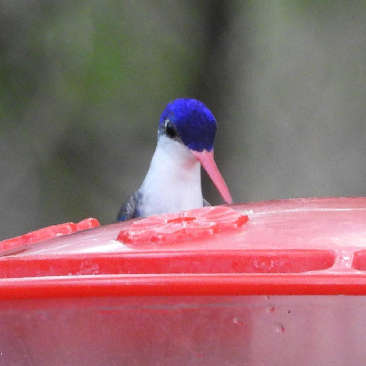 Violet-crowned Hummingbird - ML622048030