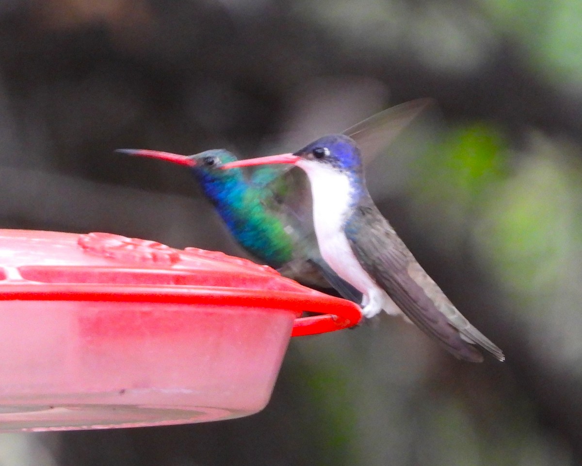 Violet-crowned Hummingbird - ML622048031