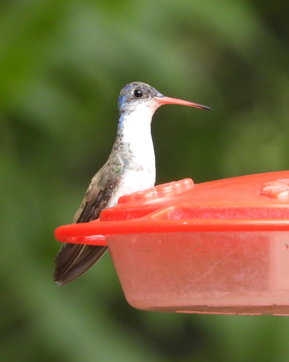 Violet-crowned Hummingbird - ML622048032