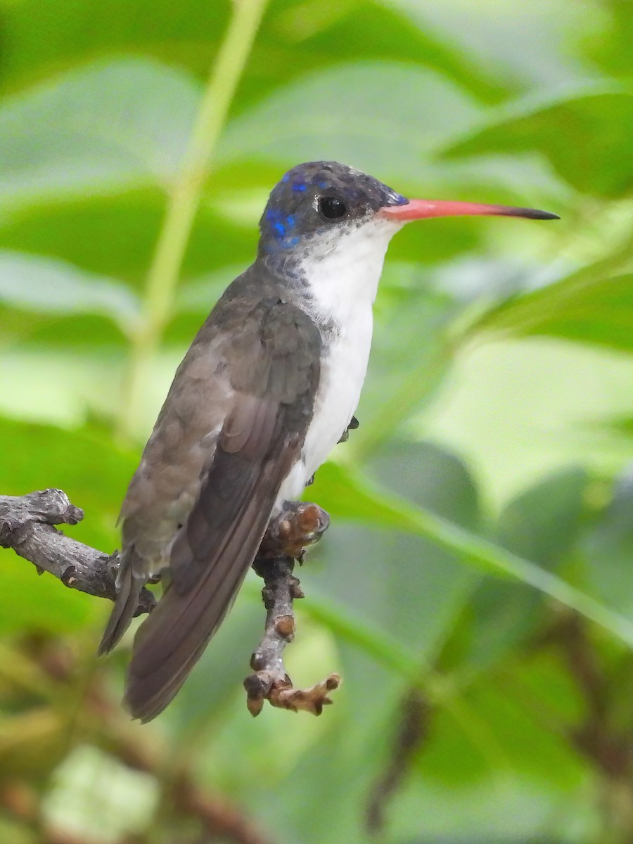 Violet-crowned Hummingbird - ML622048033