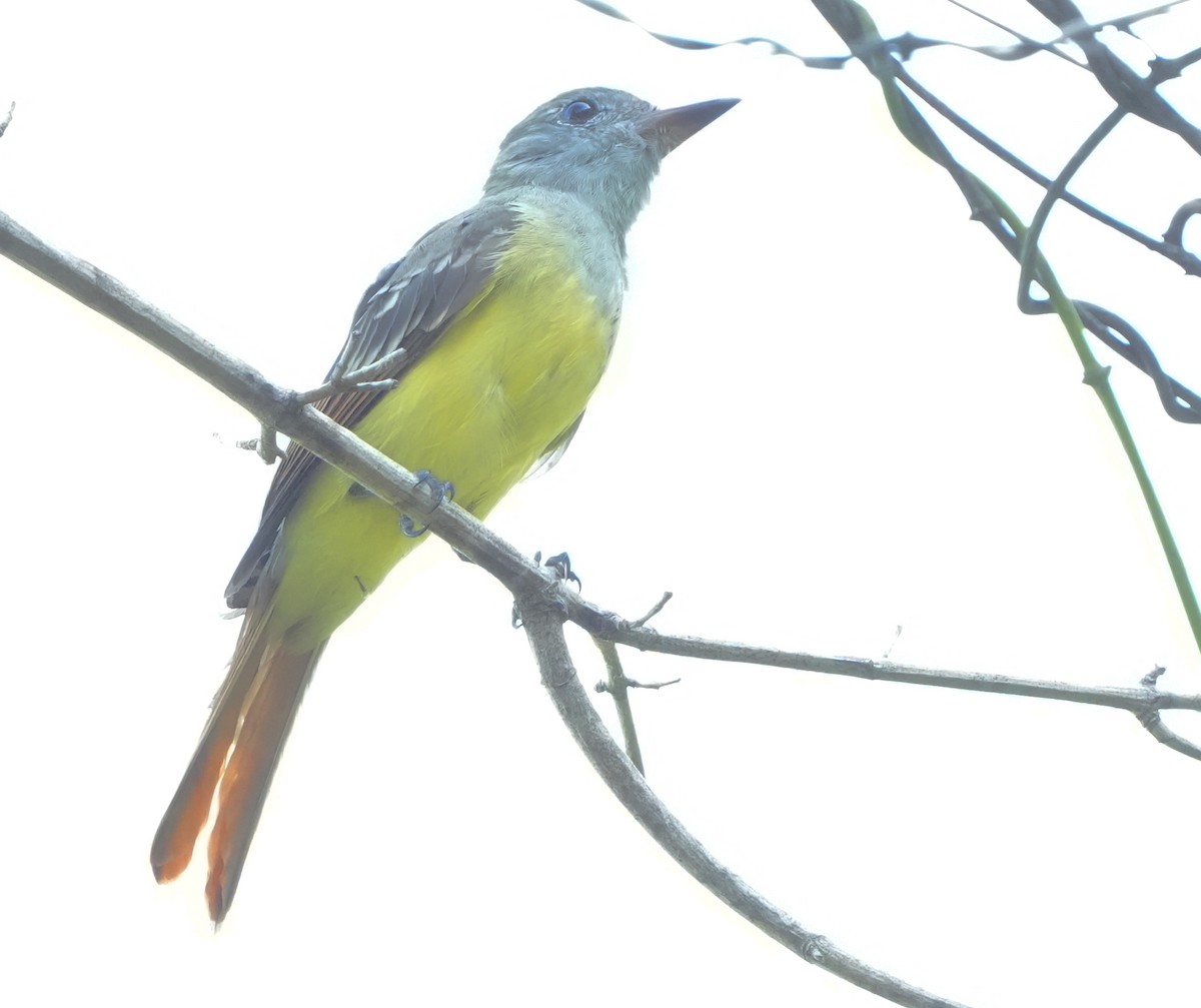 Great Crested Flycatcher - ML622048034