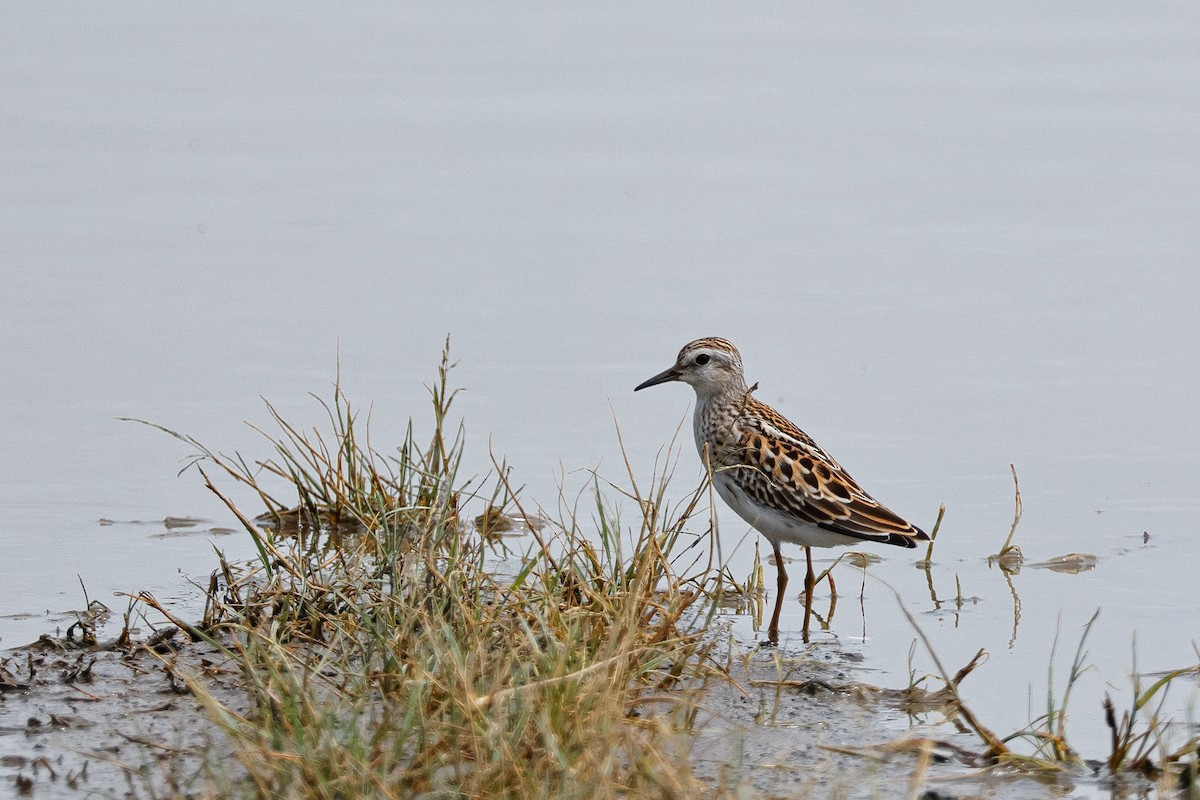 Long-toed Stint - ML622048037