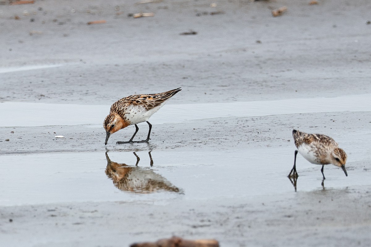 Red-necked Stint - ML622048039