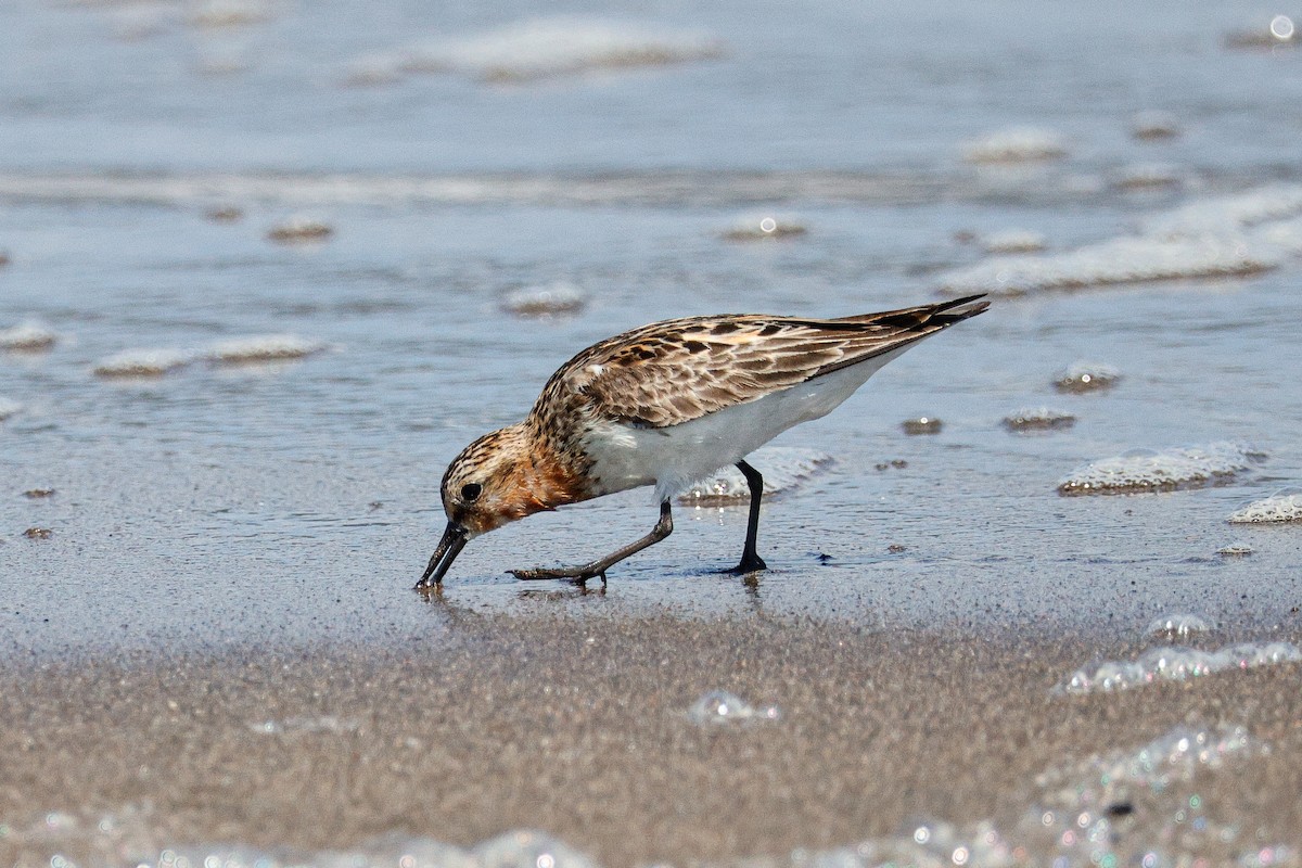 Red-necked Stint - ML622048040