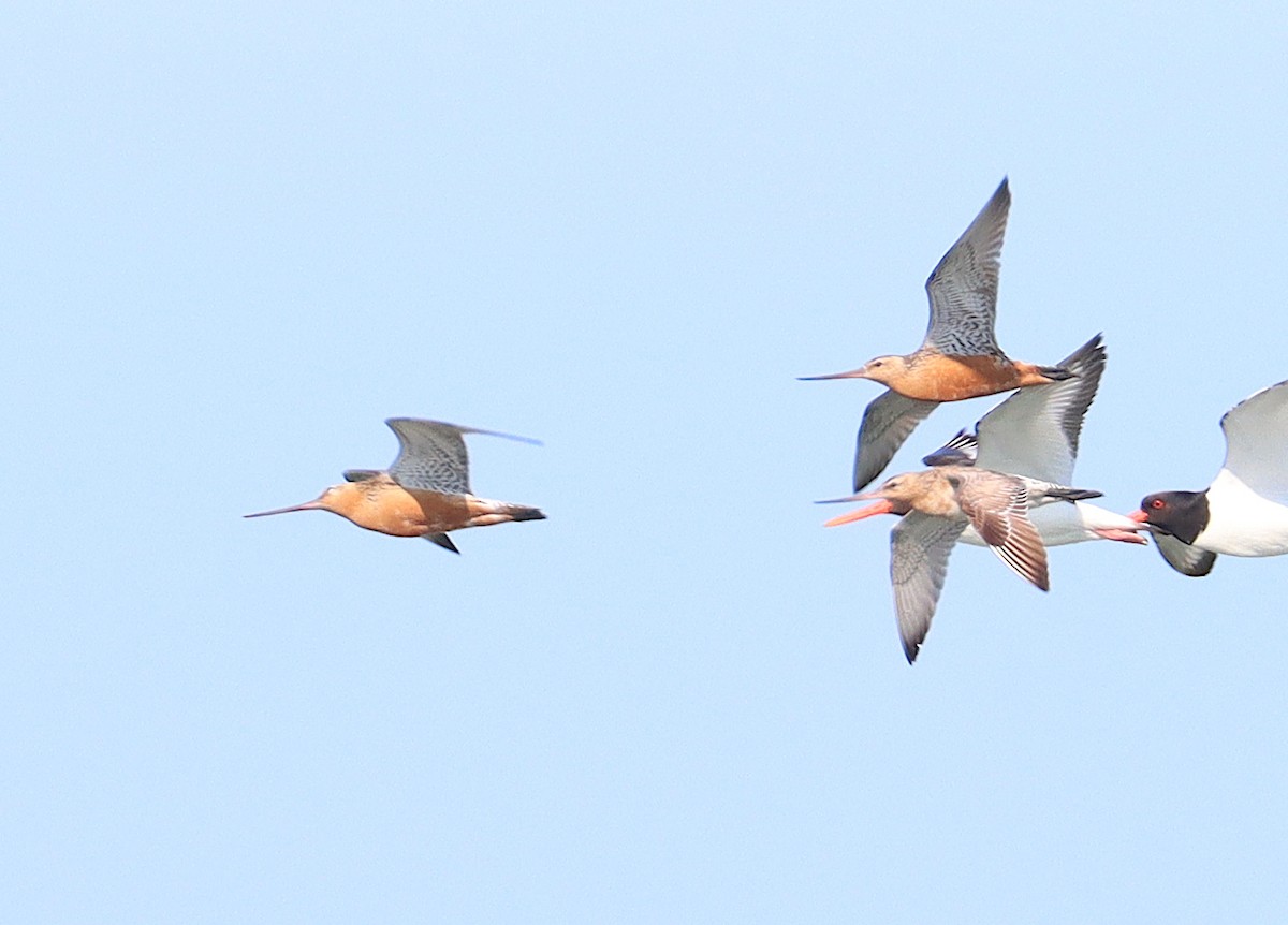 Bar-tailed Godwit - ML622048053