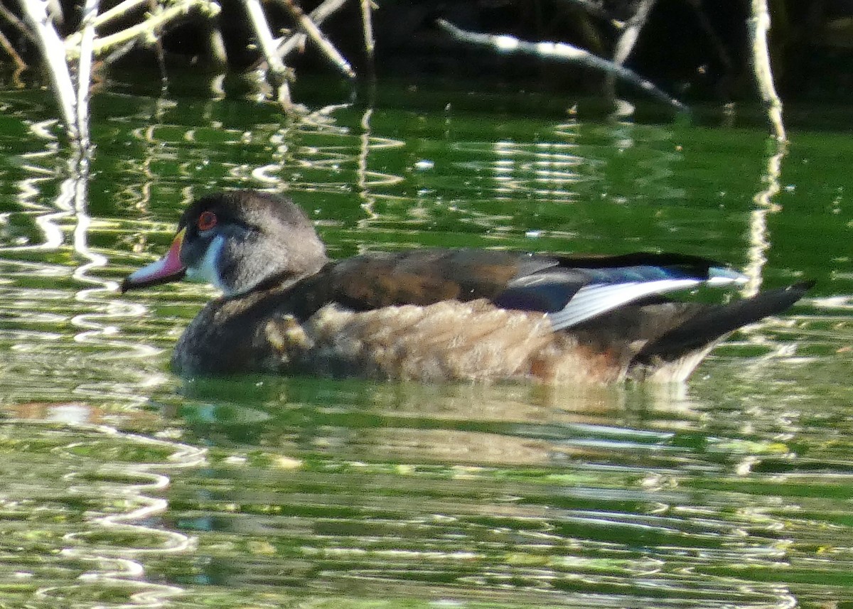 Wood Duck - ML622048054