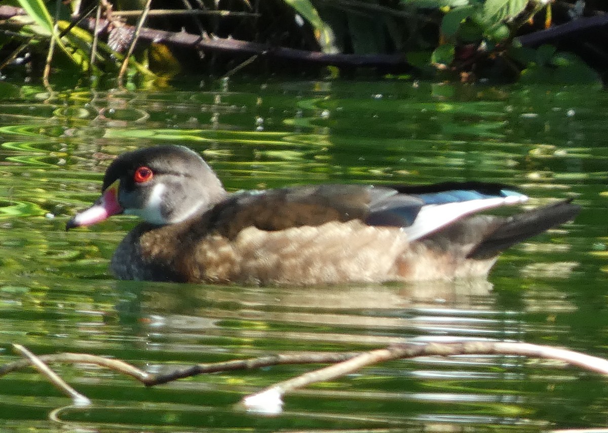 Wood Duck - ML622048055