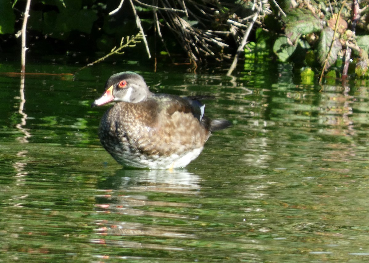 Wood Duck - ML622048056