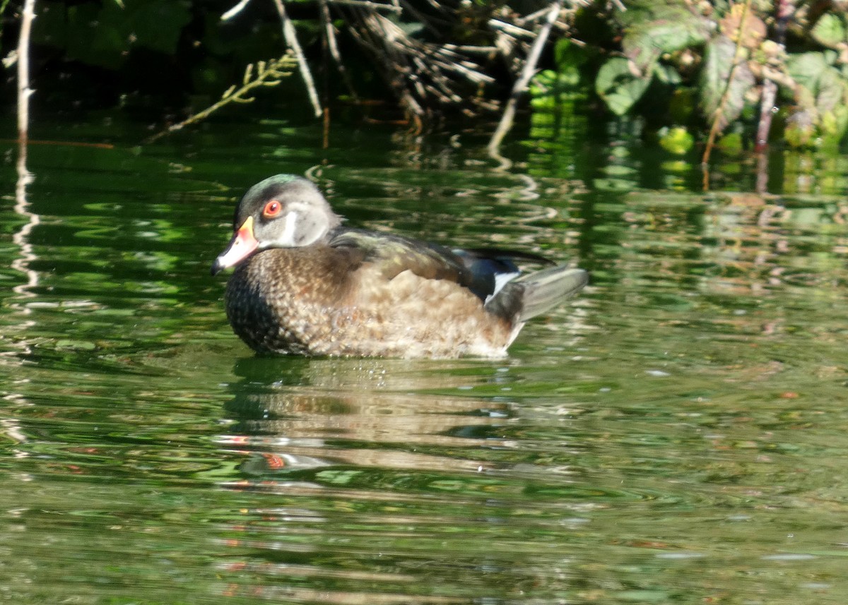 Wood Duck - ML622048057