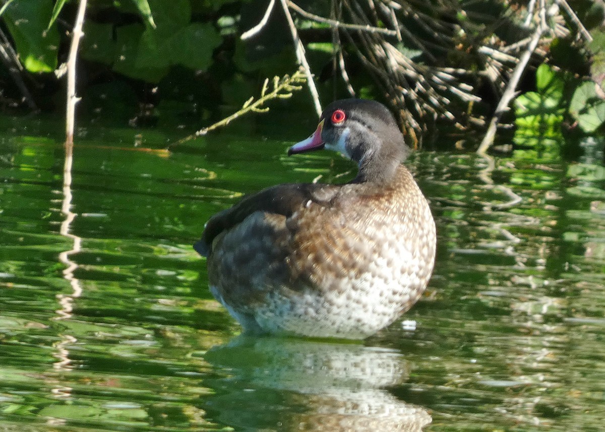 Wood Duck - ML622048058