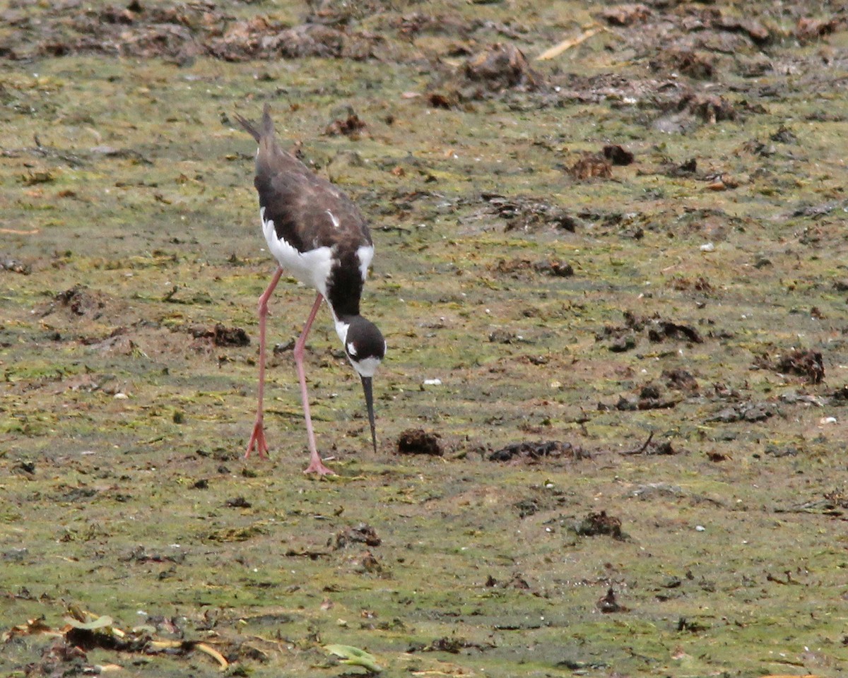 Black-necked Stilt - ML622048059