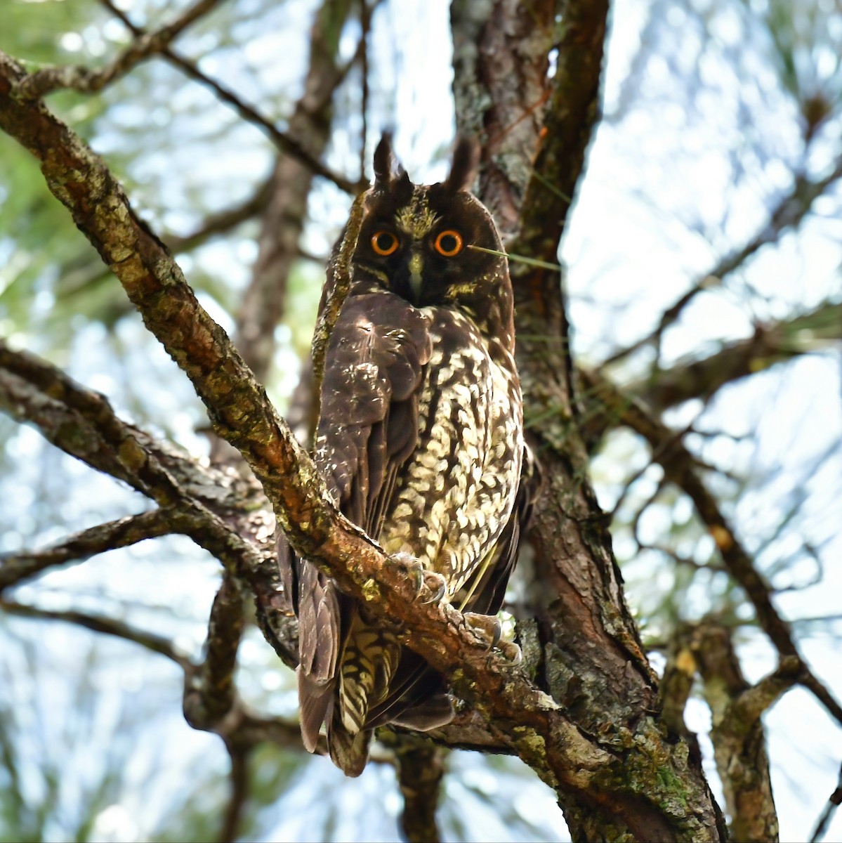 Hibou maître-bois - ML622048068