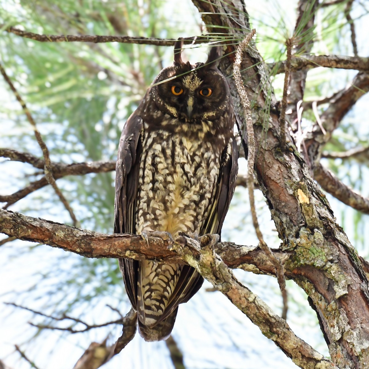 Hibou maître-bois - ML622048070