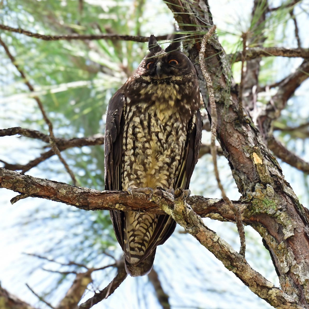 Hibou maître-bois - ML622048071