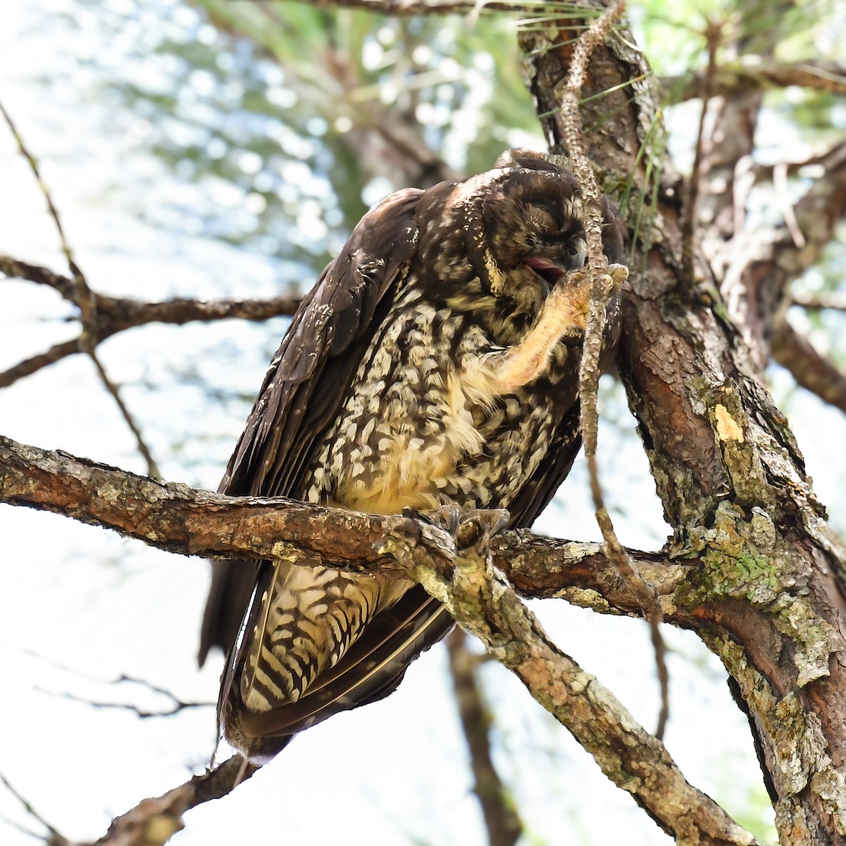 Hibou maître-bois - ML622048072