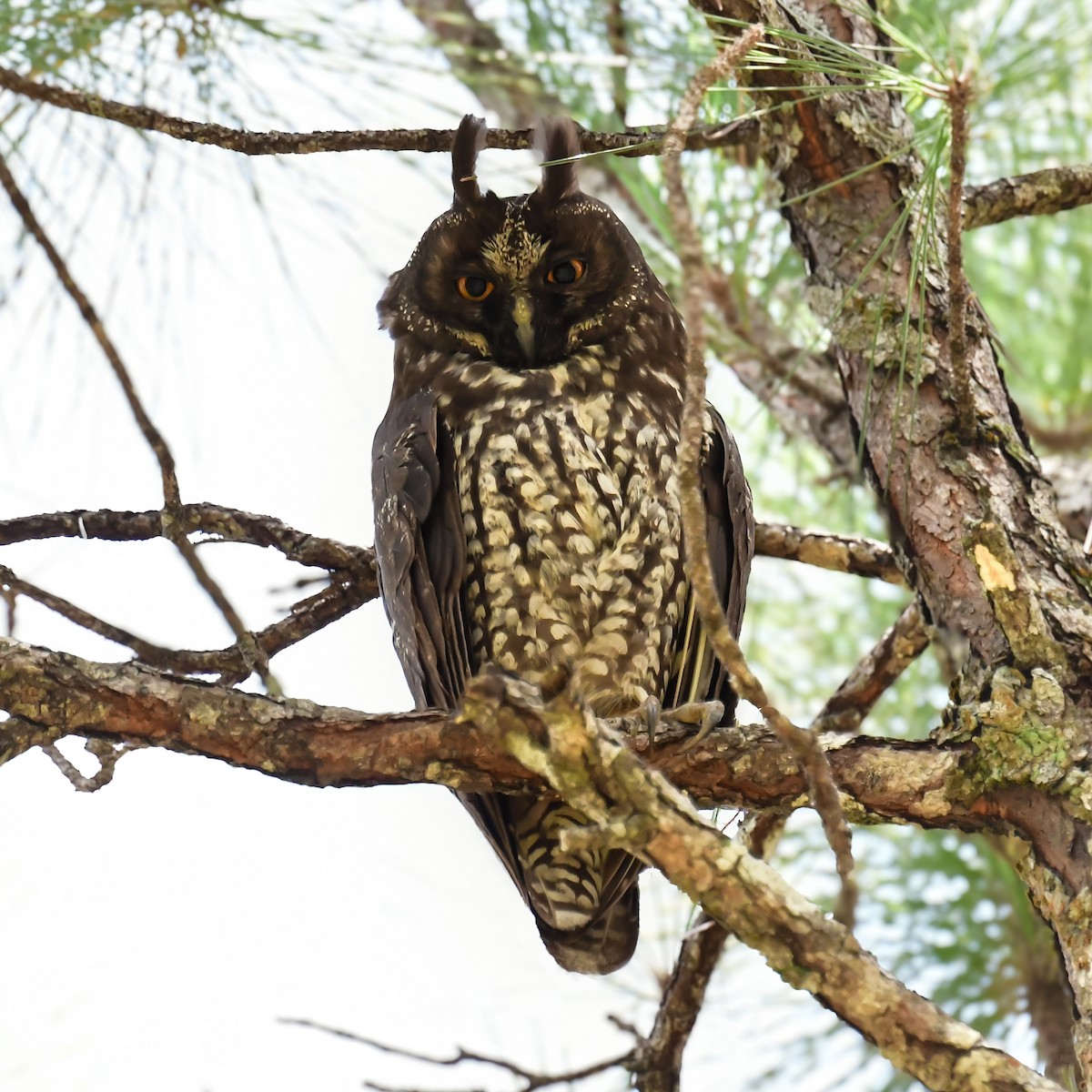 Hibou maître-bois - ML622048073