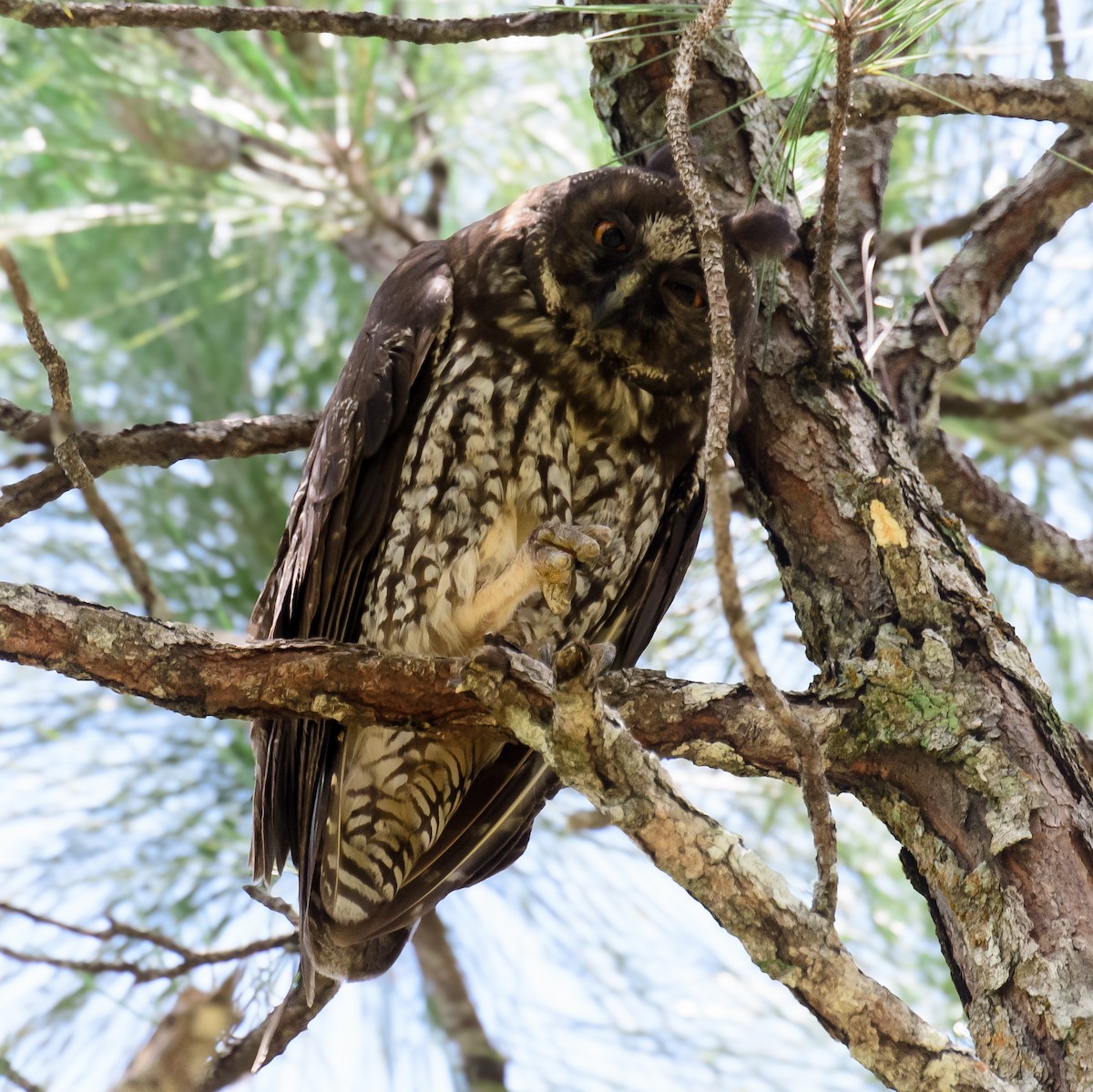 Hibou maître-bois - ML622048074