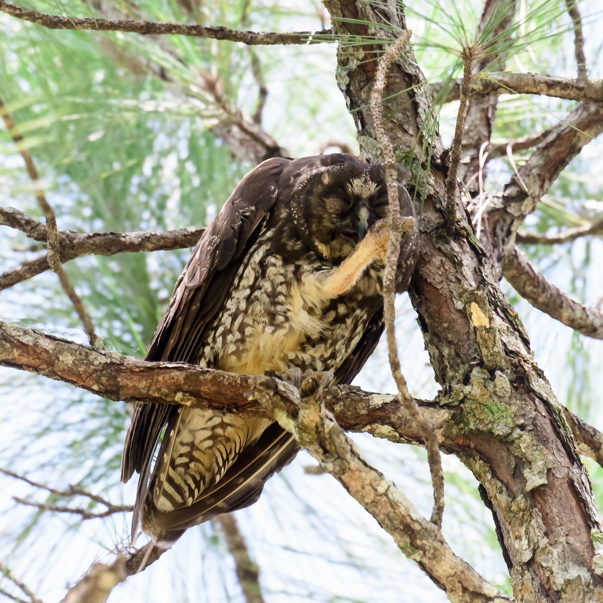 Hibou maître-bois - ML622048075