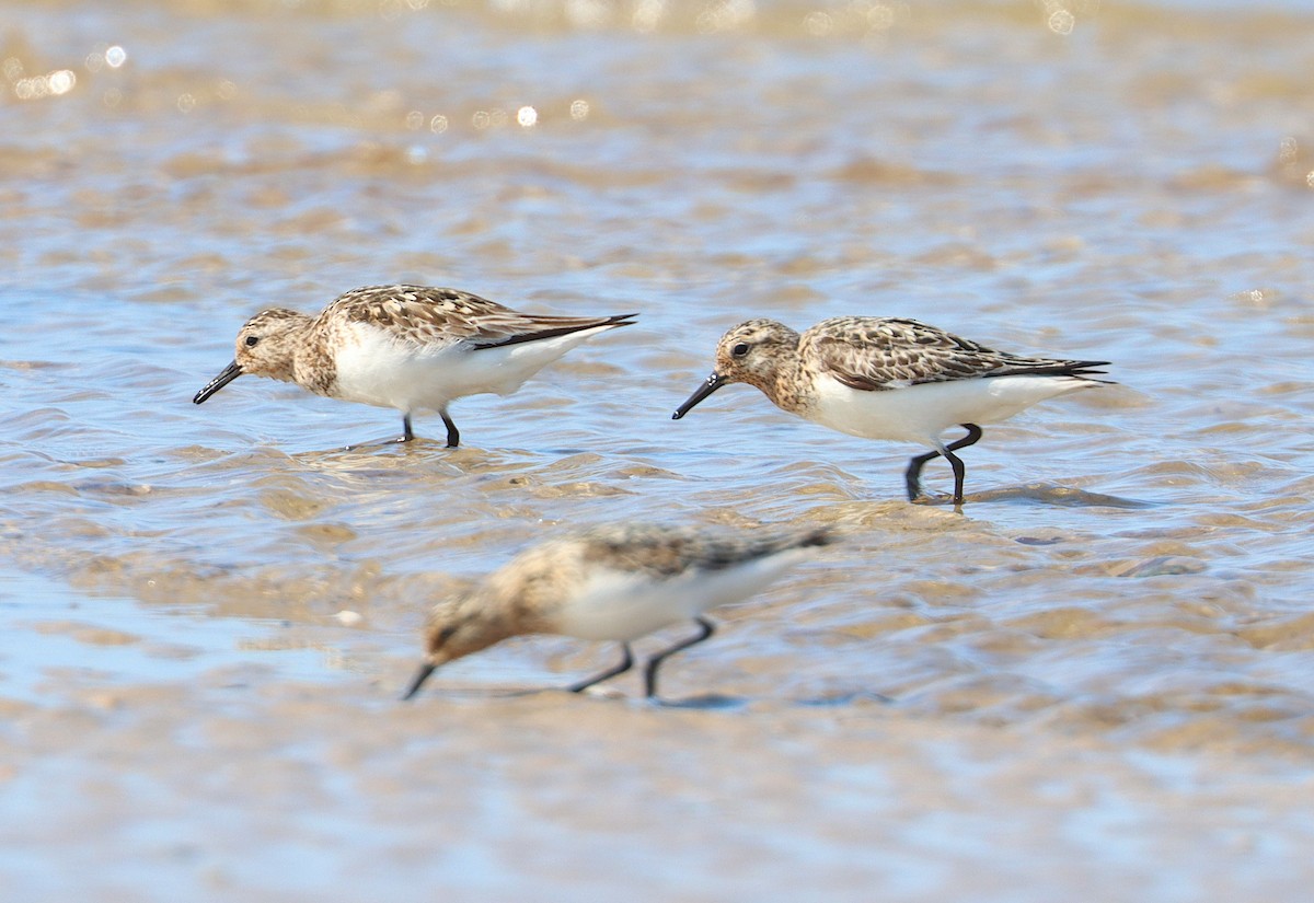 Sanderling - ML622048087