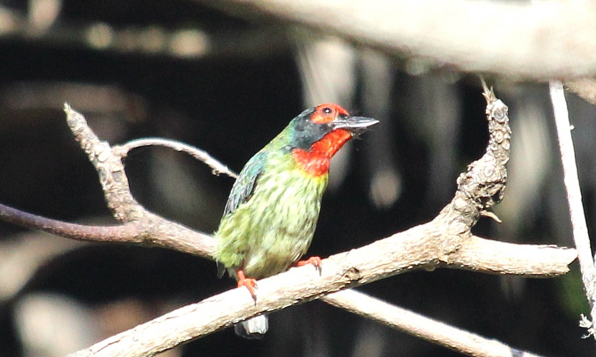 Barbu à plastron rouge (roseus) - ML622048095