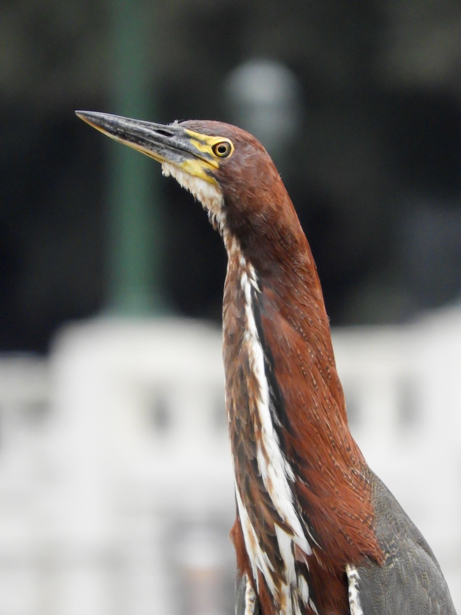 Rufescent Tiger-Heron - ML622048096