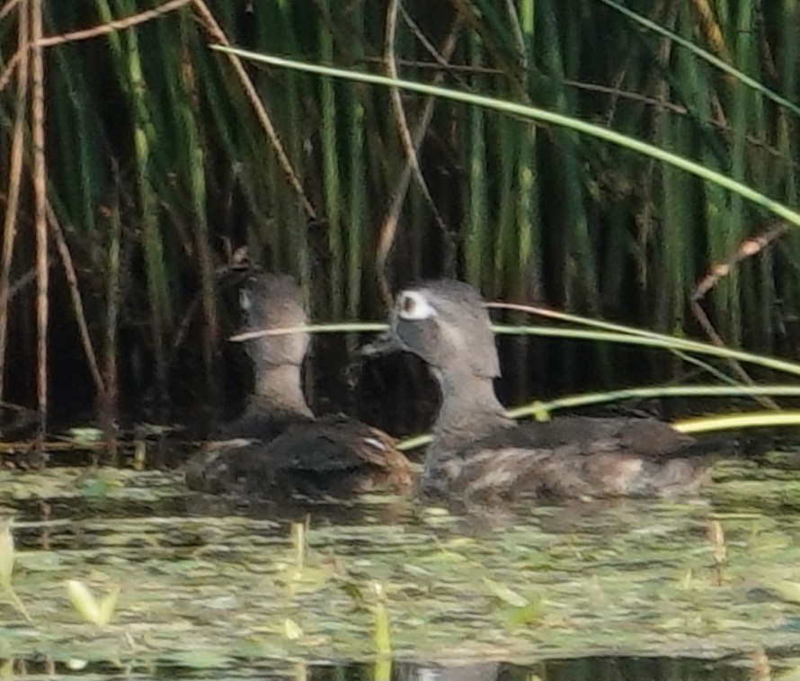 Wood Duck - ML622048097