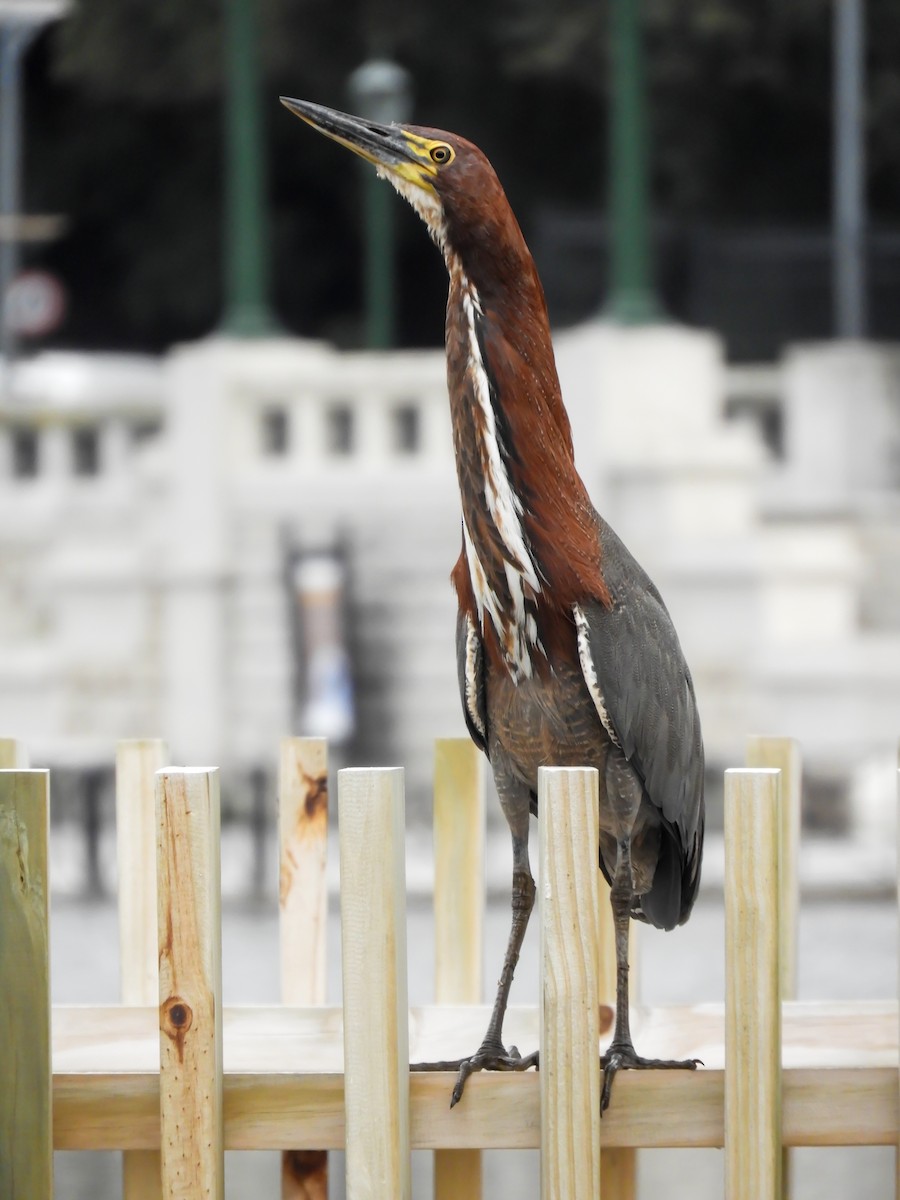 Rufescent Tiger-Heron - Leonardo Zoat