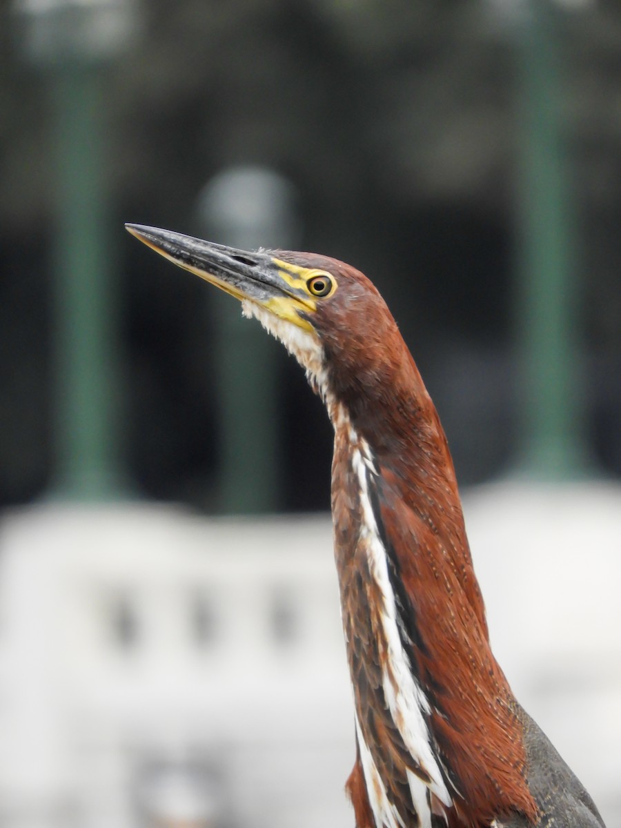 Rufescent Tiger-Heron - Leonardo Zoat