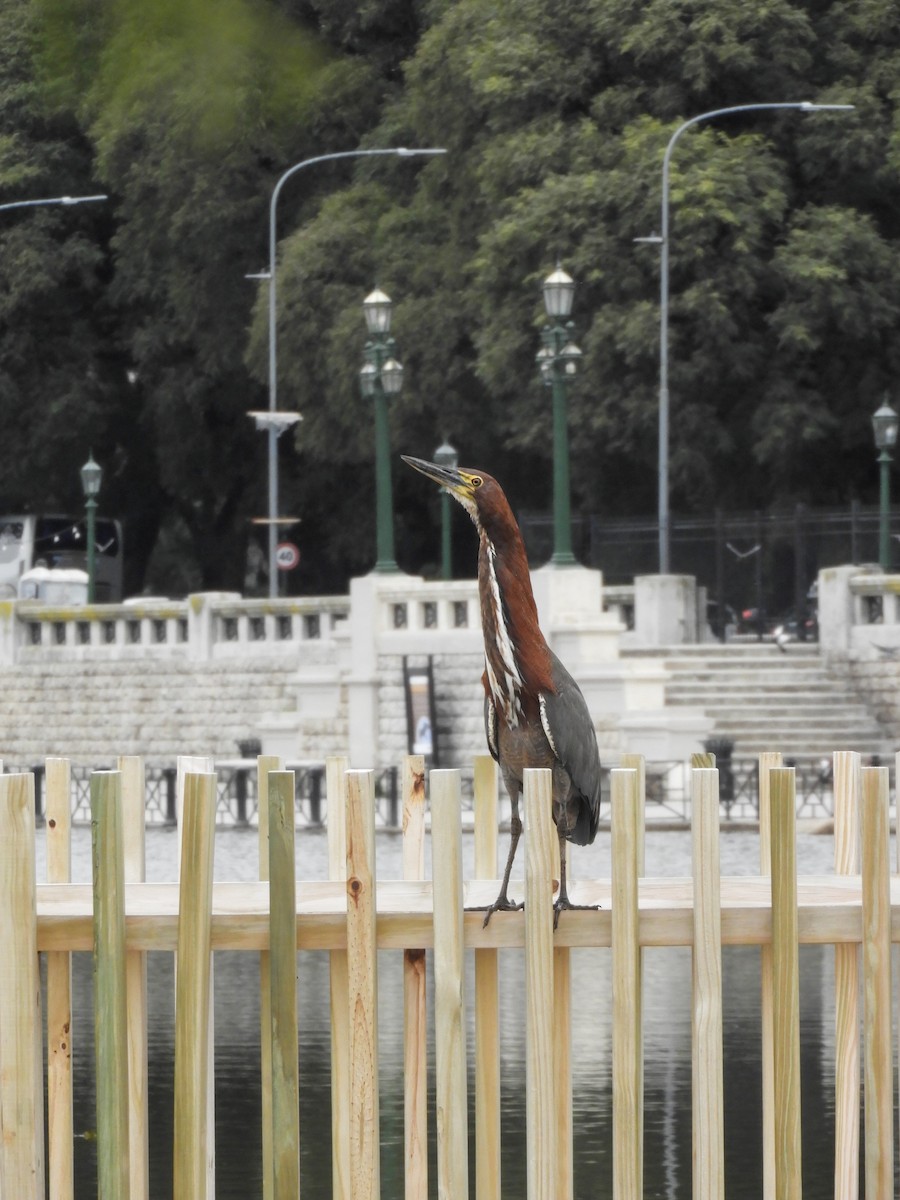 Rufescent Tiger-Heron - ML622048101