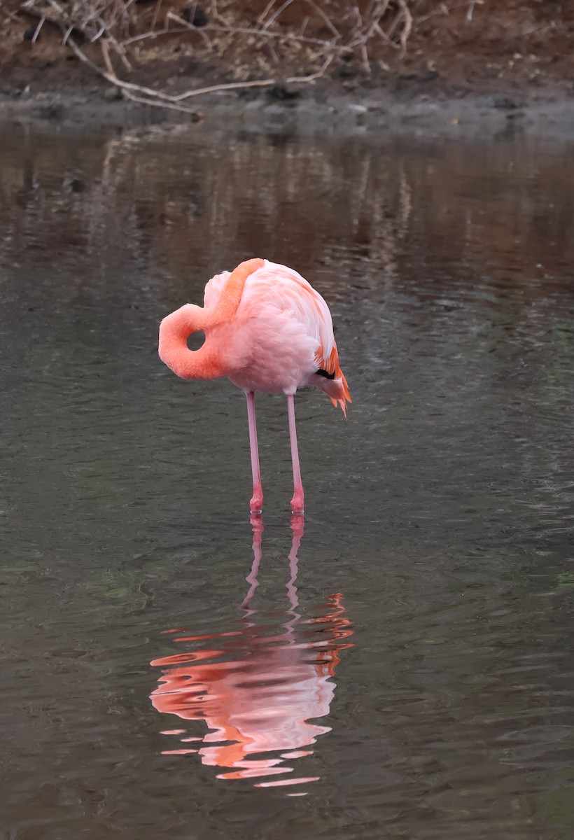 American Flamingo - ML622048102