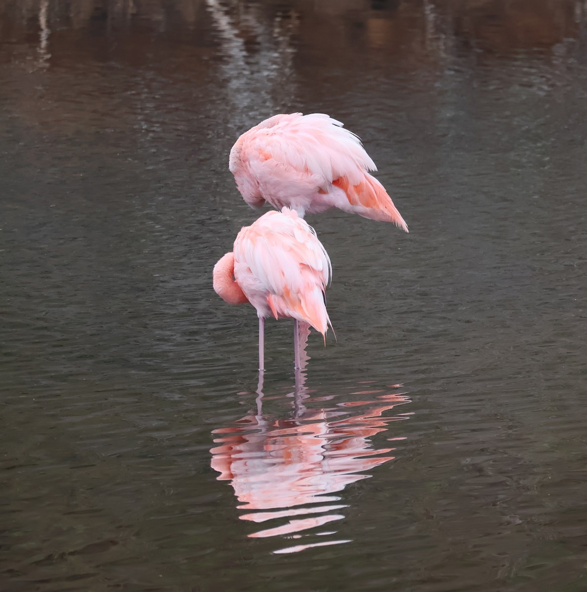 American Flamingo - ML622048103