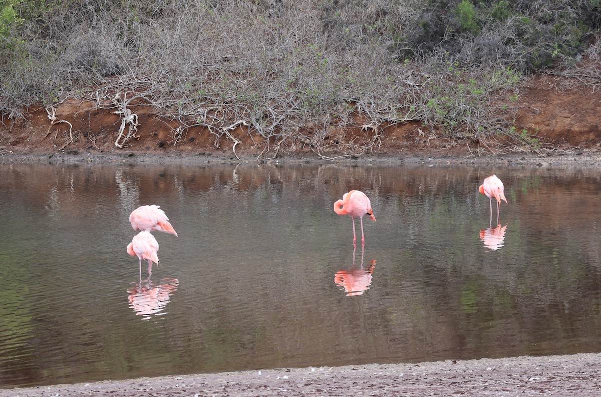 American Flamingo - ML622048104