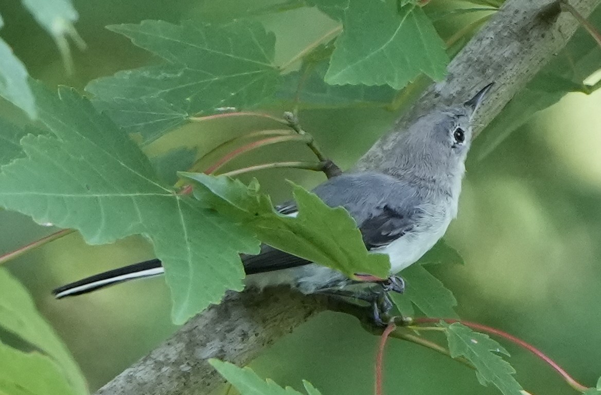 Blue-gray Gnatcatcher - ML622048105