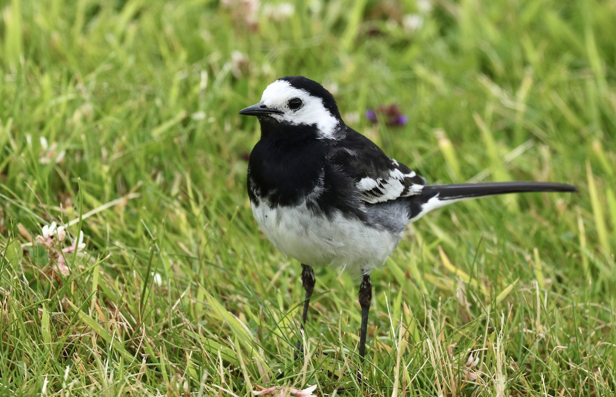 White Wagtail - ML622048106