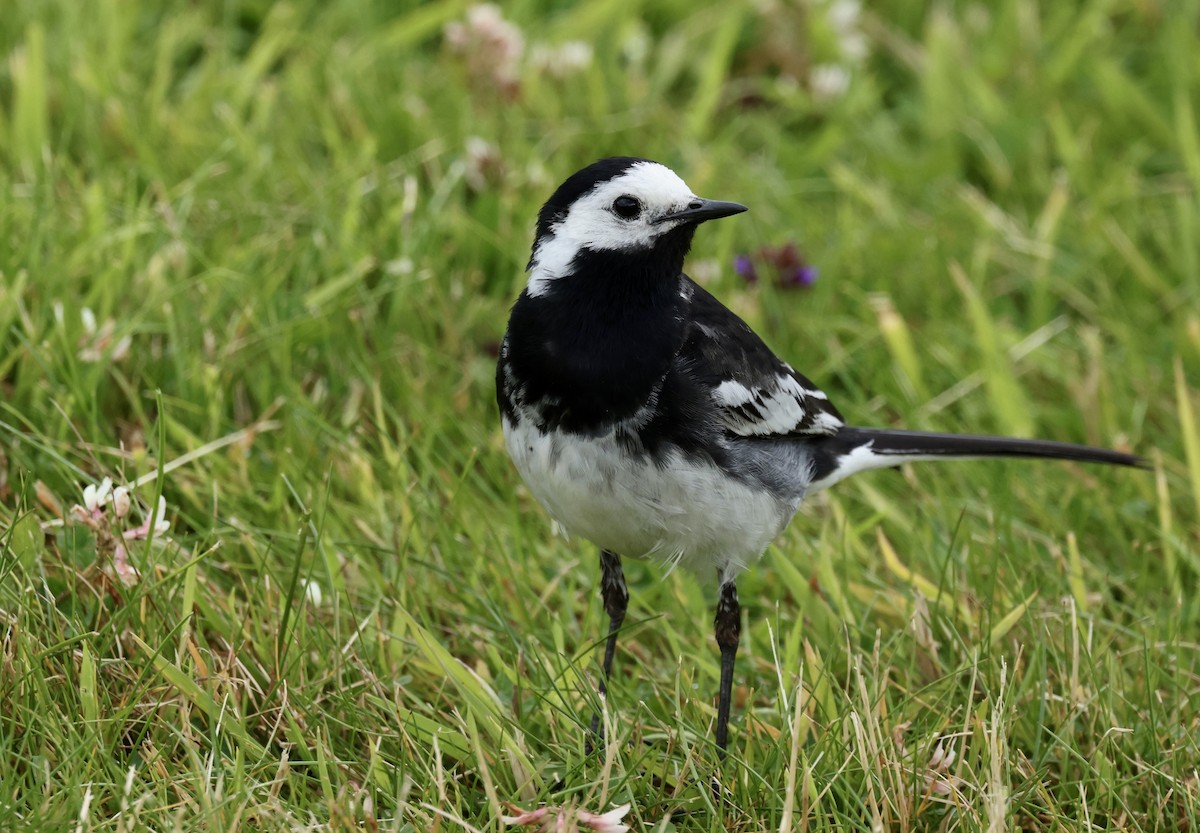 White Wagtail - ML622048107