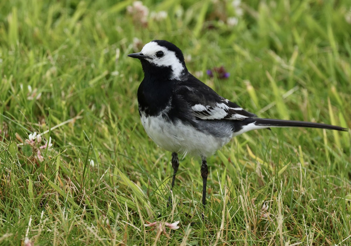 White Wagtail - ML622048108