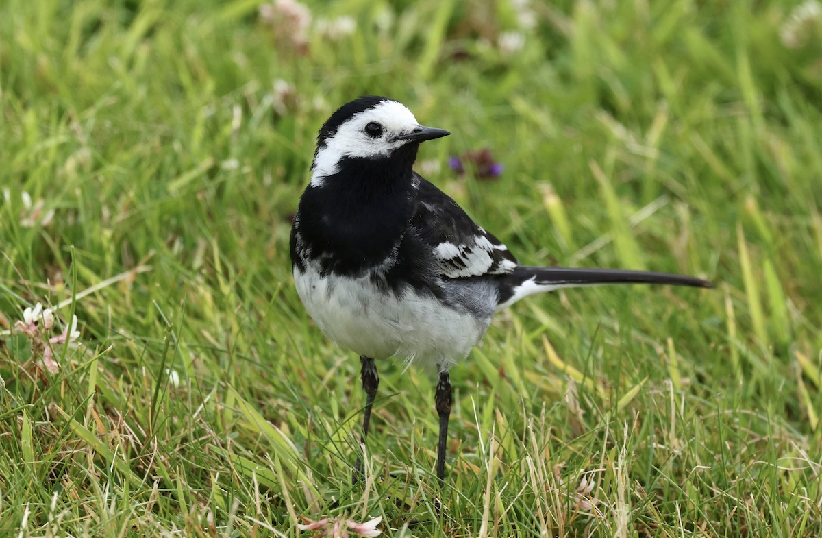 White Wagtail - ML622048109