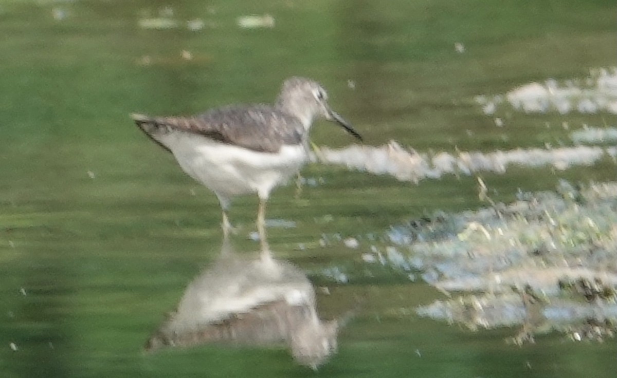 Solitary Sandpiper - ML622048110